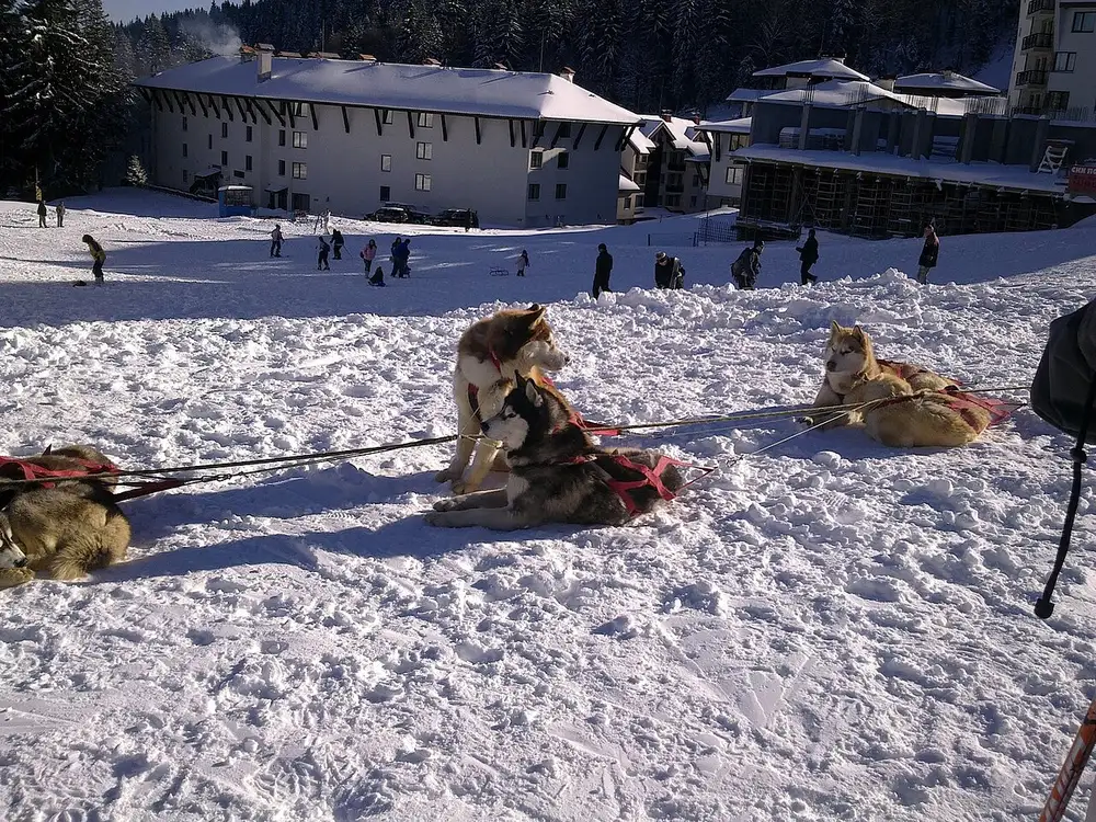 Dog sled team running across snow near the Pamporovo ski resort in the Rhodopes