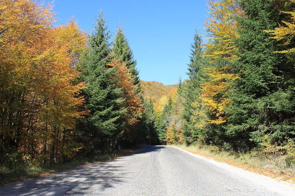 A quiet mountain road through beech and pine forest in the Balkan mountains with golden autumn leaves under a clear blue sky