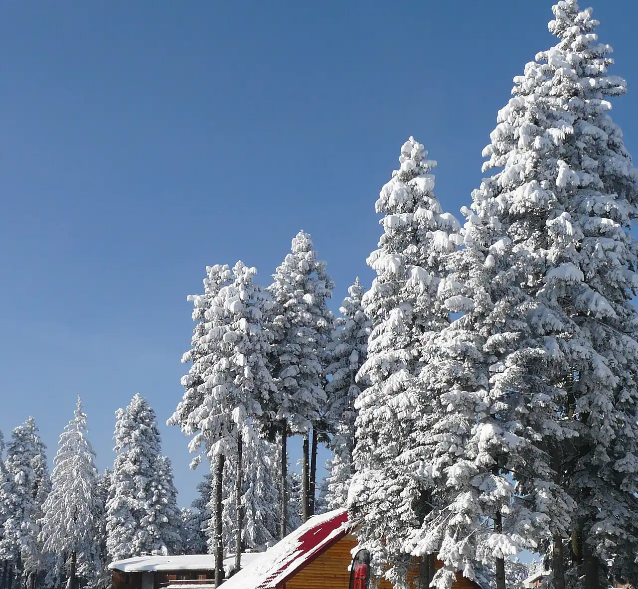 Heavy snow-laden pine trees beside a red-roofed timber chalet at Borovets