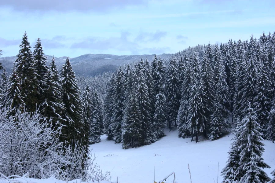 Snow-covered spruce forest rolling toward distant Rhodope hills near Pamporovo