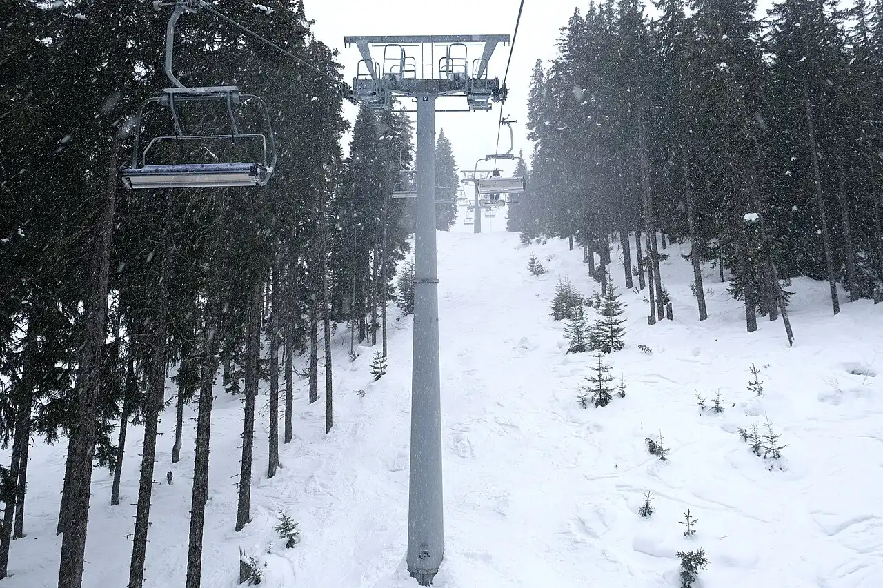 Skiers on wide gentle slopes at Bansko with pine forest and mountain peaks in the background