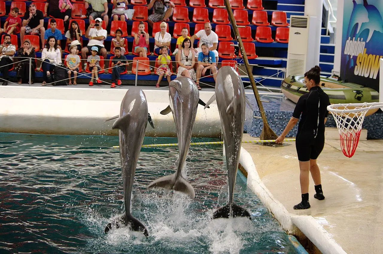 A dolphin leaping out of the pool during a show at Varna Dolphinarium