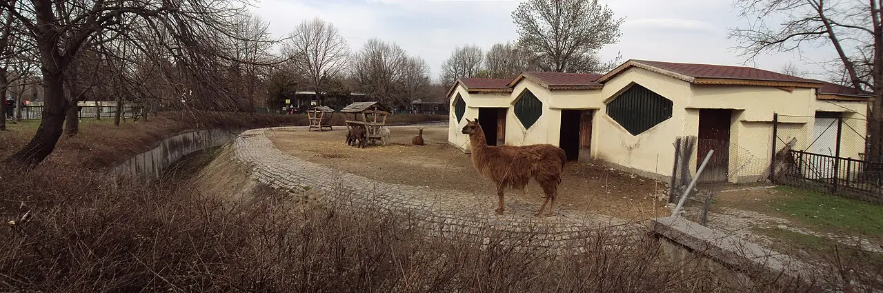 A llama in an enclosure at Sofia Zoo with green hillside and fencing behind