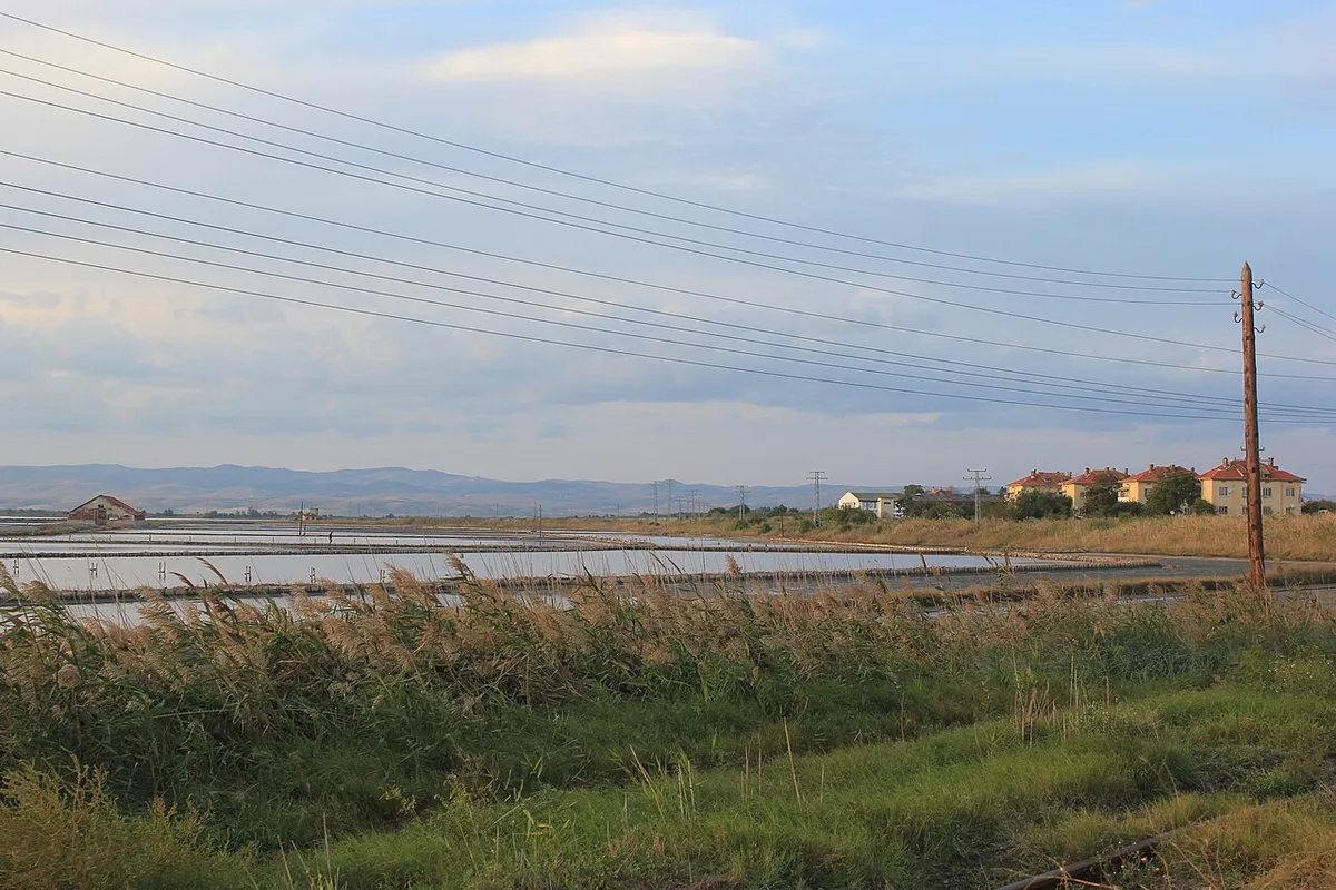 The shallow evaporation basins of the Atanasovsko salt pans near Burgas, divided by low dykes, with reeds in the foreground