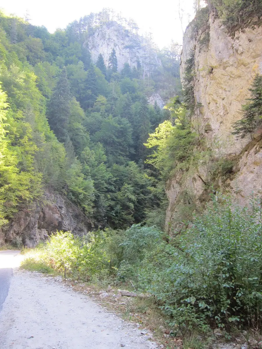 A forested limestone gorge near Yagodina cave with a track running along the bottom