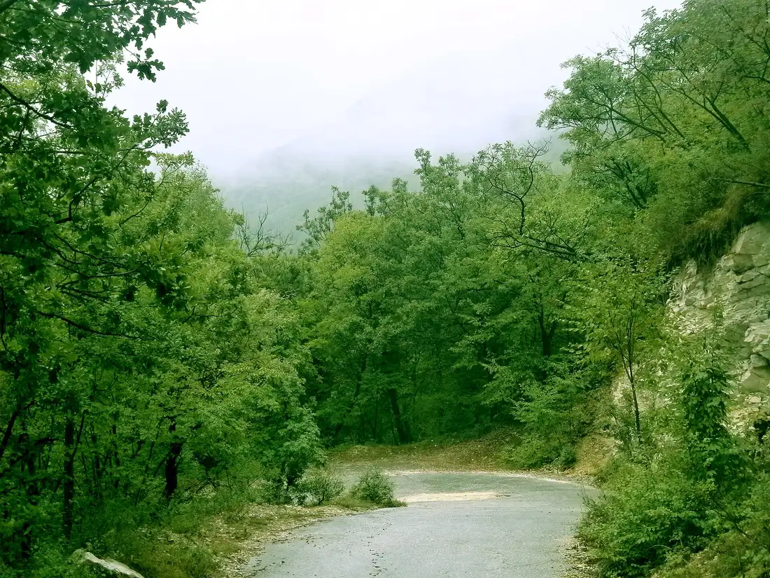 A dense pine and beech forest trail in the Rhodope mountains in Bulgaria