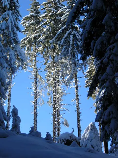 Snow-laden spruce trees on a Rhodope slope at Pamporovo under a clear blue sky