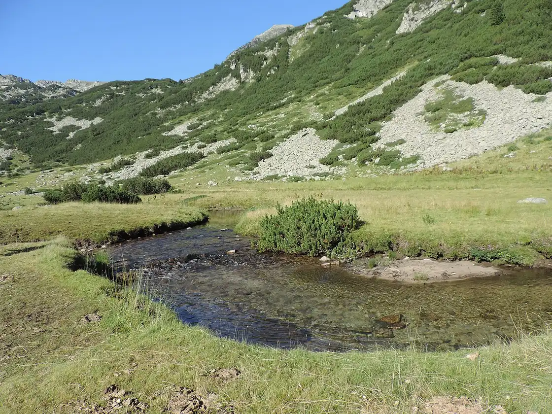 Bunderitsa river running through pine forest toward Pirin peaks