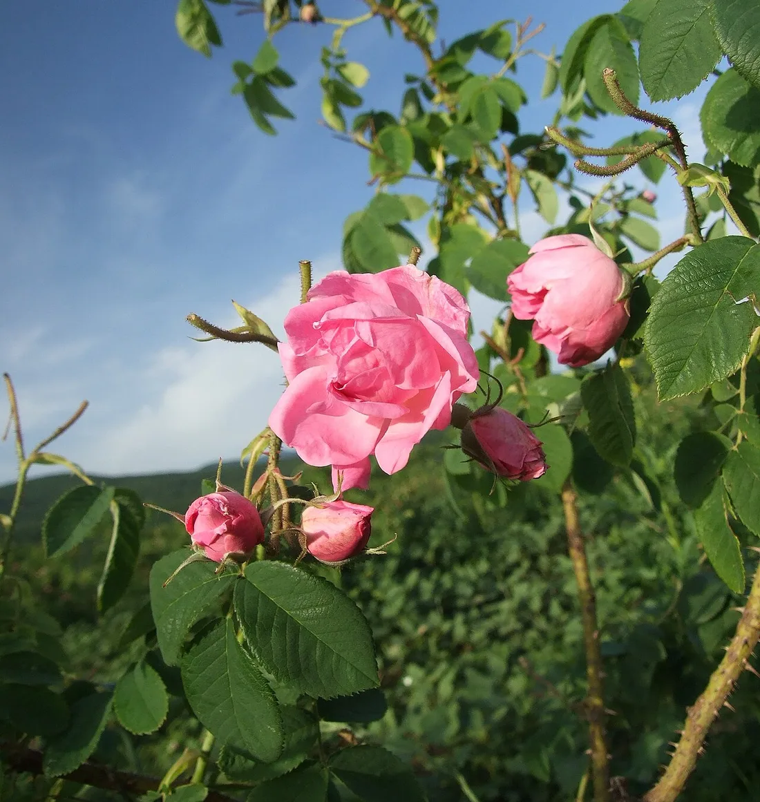Pink Damask roses in bloom in the Valley of the Roses near Kazanlak with hills behind