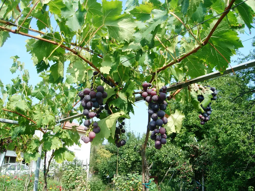 Dark red grape bunches hanging under green leaves on a trained village vine, a white house behind
