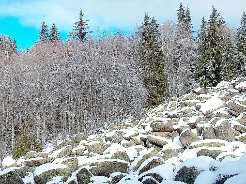 Snow-capped boulders of the Golden Bridges stone river running downhill between frosted beech trees on Vitosha