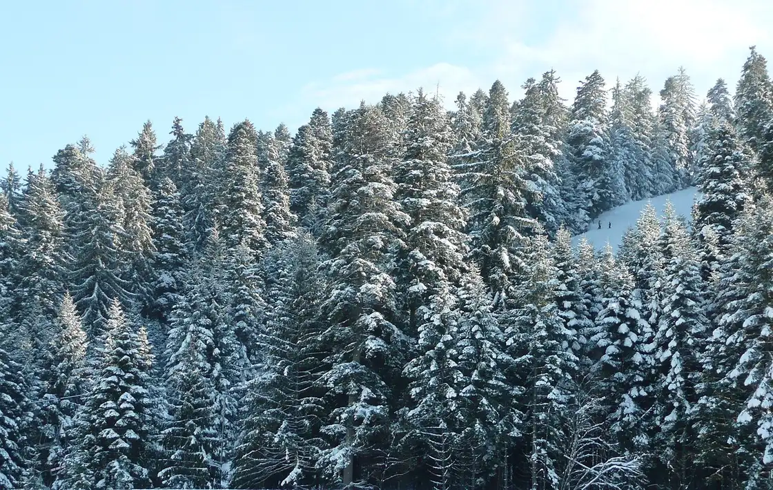 Snowy forest and slopes above Borovets in the Rila mountains