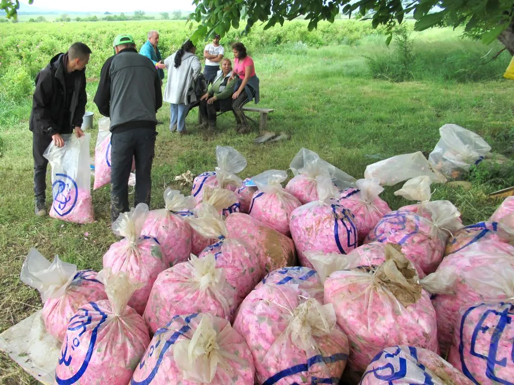 Freshly picked pink Damask rose petals piled up during the harvest in the Valley of Roses