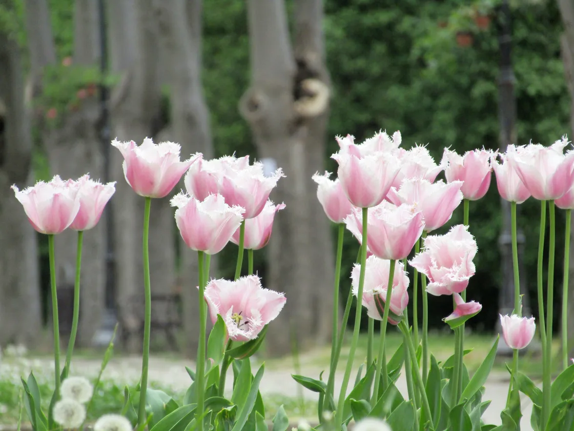 Pink fringed tulips in a flowerbed of the Sea Garden in Varna, with old plane trees behind