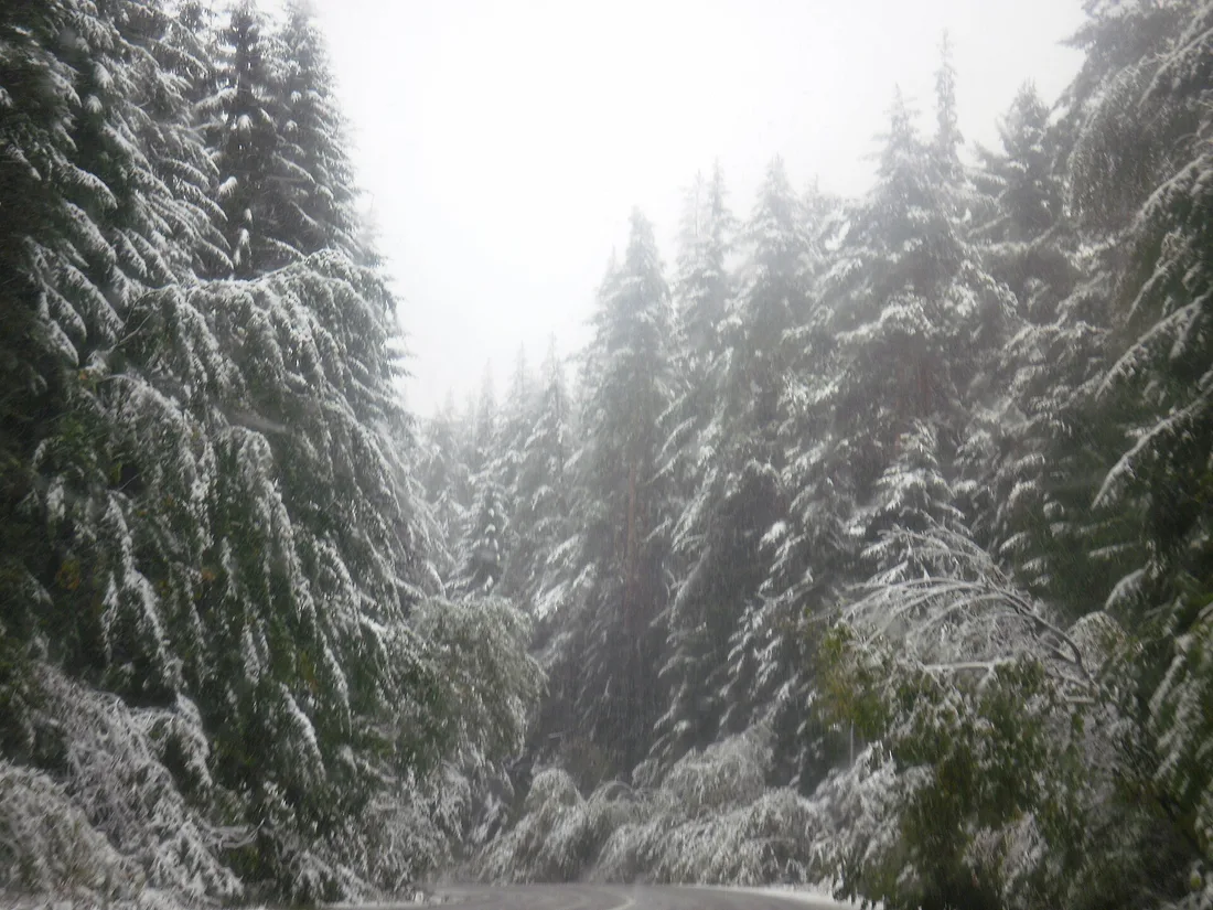 A quiet road through the Borovets resort lined with pine trees and low hotel buildings
