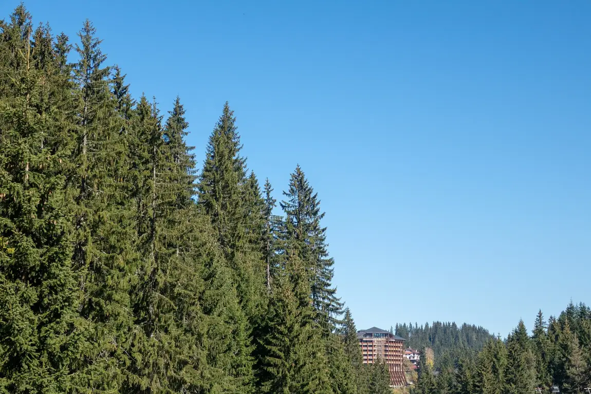 Pine forest with a Pamporovo hotel building visible in the distance under a clear blue sky